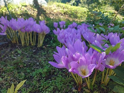 双葉郡永代供養　富岡町永代供養　双葉郡ペット墓地　ペット埋葬